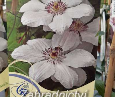 plamének - Clematis 'Jan Pavel II'