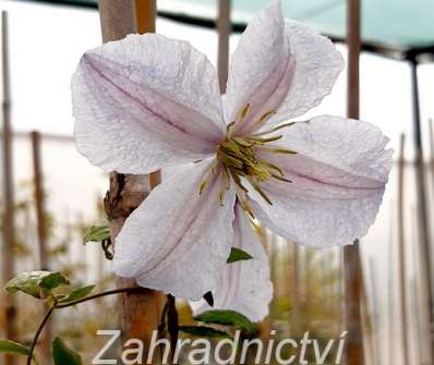 plamének - Clematis 'White Prince Charles'