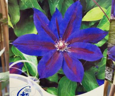 plamének - Clematis 'Wildfire'
