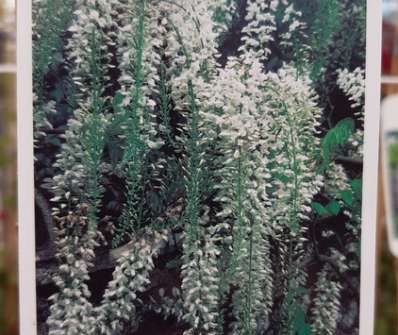 vistárie - Wisteria sinensis 'Alba'