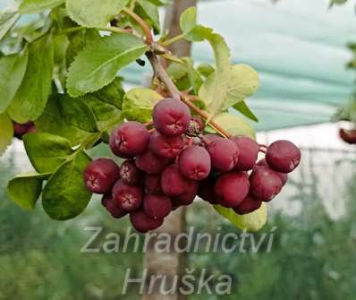 jeřáb - Sorbus Granatina