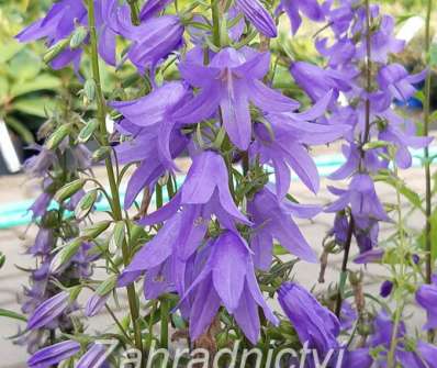 Campanula rapunculoides Cambell Blue