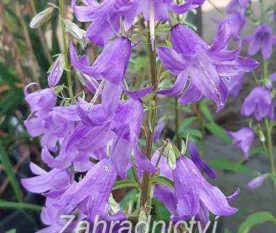 Campanula rapunculoides Cambell Blue