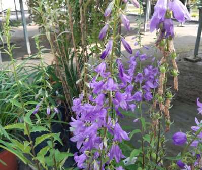 Campanula rapunculoides Cambell Blue