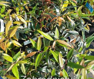 Leucothoe keiskei 'Burning´Love'