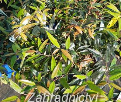 Leucothoe keiskei 'Burning´Love'