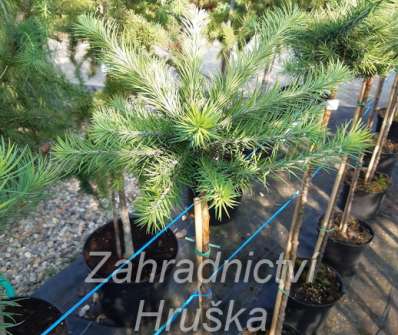 modřín - Larix kaempferi 'Grey Pearl'