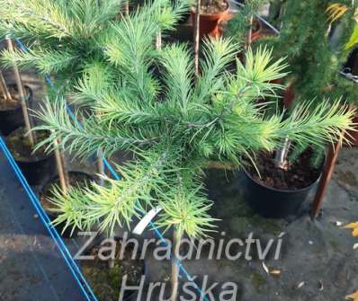 modřín - Larix kaempferi 'Grey Pearl'