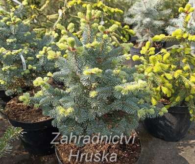 jedle - Abies lasiocarpa 'Micolas'
