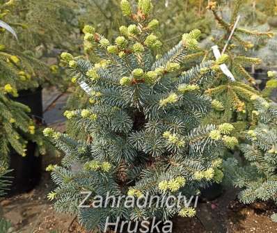 jedle - Abies lasiocarpa 'Micolas'