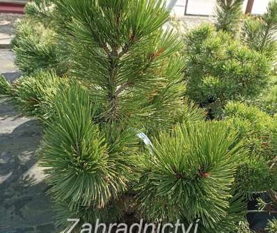 Borovice - Pinus leucodermis 'Pirin '