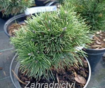 Borovice - Pinus mugo 'Hrobeček'