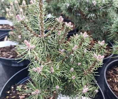Borovice - Pinus mugo 'Kalaš'