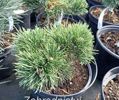Borovice - Pinus mugo 'Rio Cristata'