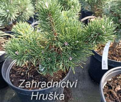 Borovice - Pinus mugo 'Rio Cristata'