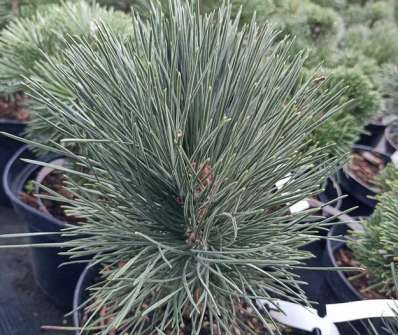 Borovice - Pinus nigra 'Ogi - Matsu'