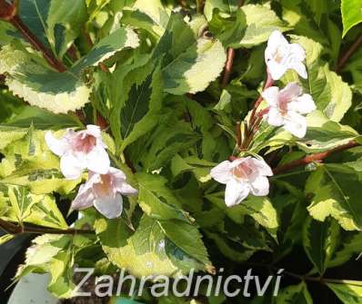 vajgélie - Weigela 'Magical Reinbow'
