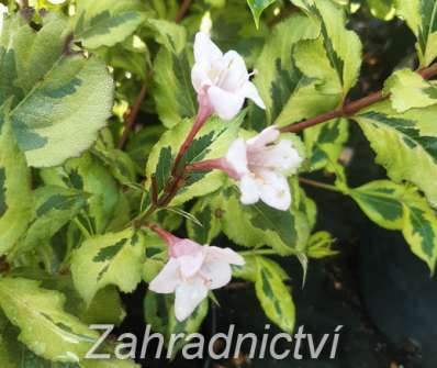 vajgélie - Weigela 'Magical Reinbow'
