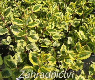 vajgélie - Weigela 'Magical Reinbow'