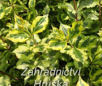 vajgélie - Weigela 'Magical Reinbow'