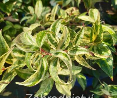Leucothoe 'Makijaz'