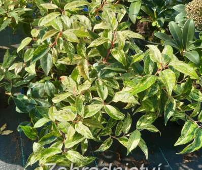 Leucothoe 'Makijaz'