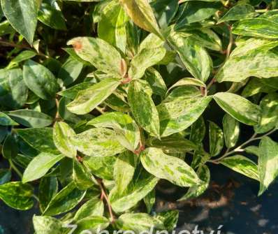 Leucothoe 'Makijaz'