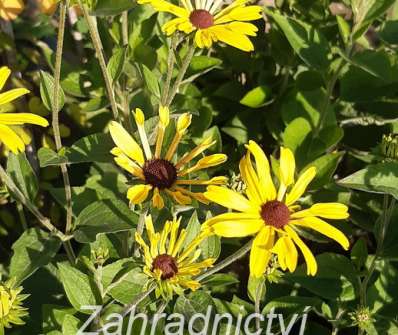 Rudbeckia subtomentosa Little Henry