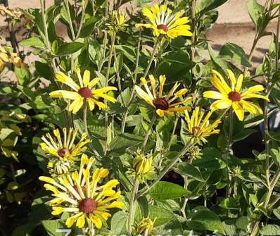 Rudbeckia subtomentosa Little Henry