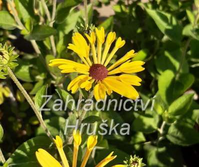 Rudbeckia subtomentosa Little Henry