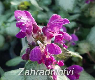 Lamium maculata Purple Dragon