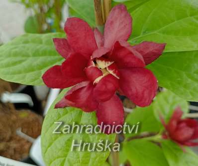 sazaník - Sinocalycanthus raulstonii 'Hartage Wine'