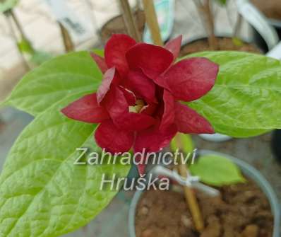 sazaník - Sinocalycanthus raulstonii 'Hartage Wine'