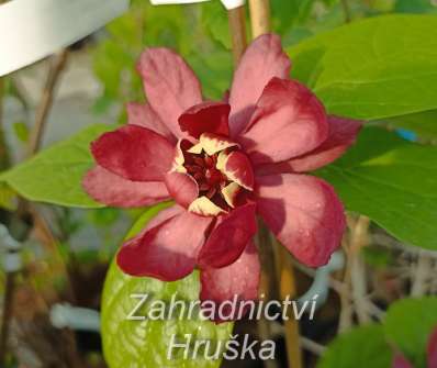 sazaník - Sinocalycanthus raulstonii 'Hartage Wine'