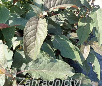 hortenzie - Hydrangea aspera 'Hot Chocolate'