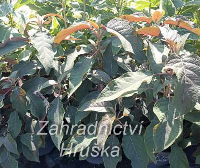 hortenzie - Hydrangea aspera 'Hot Chocolate'