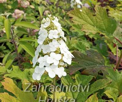 hortenzie - Hydrangea quercifolia 'Queen of Hearts'