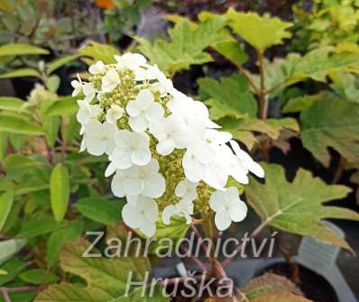 hortenzie - Hydrangea quercifolia 'Queen of Hearts'