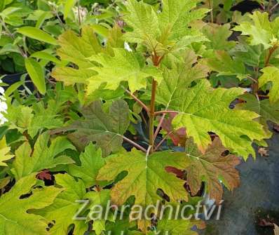 hortenzie - Hydrangea quercifolia 'Queen of Hearts'