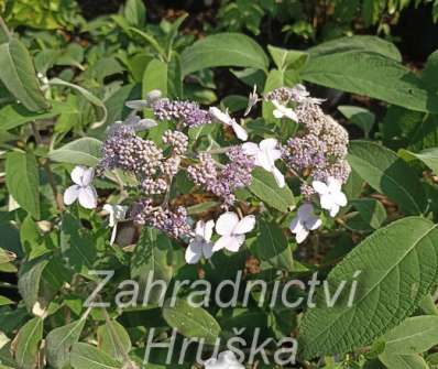 hortenzie - Hydrangea villosa 'Velvet and Lace'