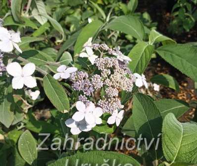 hortenzie - Hydrangea villosa 'Velvet and Lace'