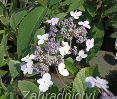 hortenzie - Hydrangea villosa 'Velvet and Lace'