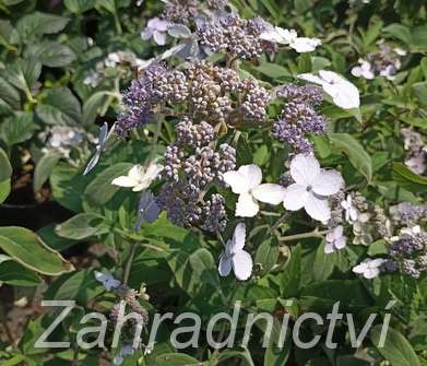 hortenzie - Hydrangea villosa 'Velvet and Lace'