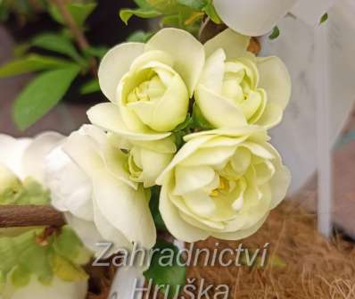 kdoulovec - Chaenomeles speciosa 'Yukigoten'