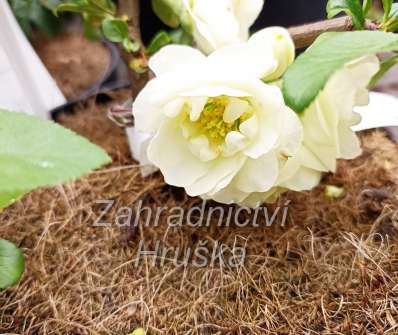 kdoulovec - Chaenomeles speciosa 'Yukigoten'