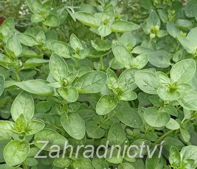 Oreganum