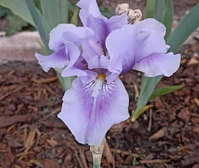 Iris barbata - elatior Bedtime Story