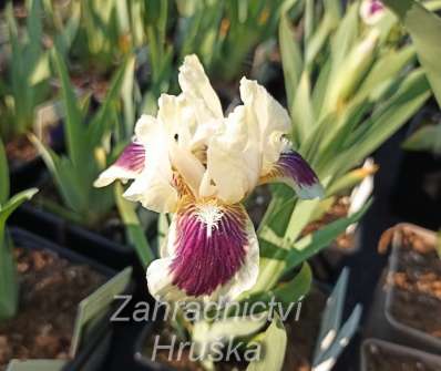 Iris barbata - nana Black Cherry Deligh