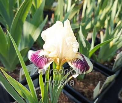Iris barbata - nana Black Cherry Deligh