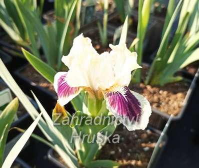 Iris barbata - nana Black Cherry Deligh